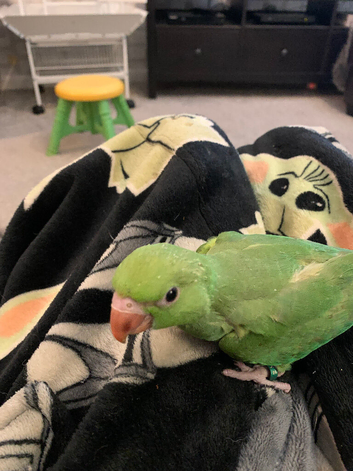Indian ring neck for sale