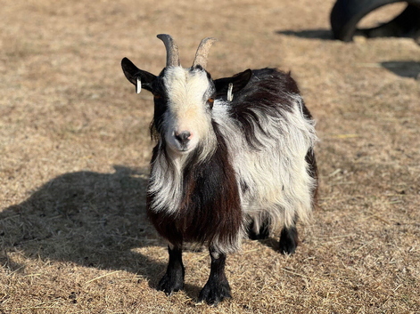Pygmy Goat Nanny looking for PET home