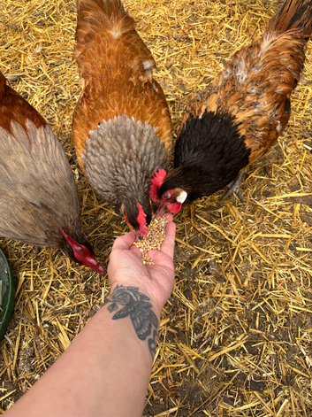 Vorwerk breeding trio for sale