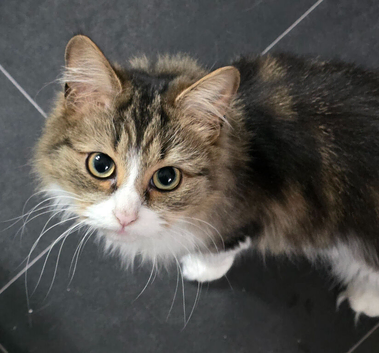 Beautiful mixed tabby female cat