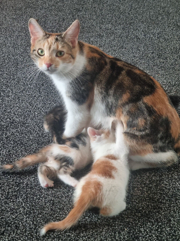Kittens for sale