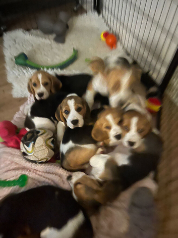 Beagle puppies 9 wks old