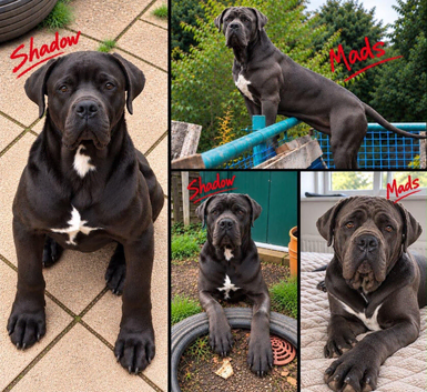 Cane corso puppy