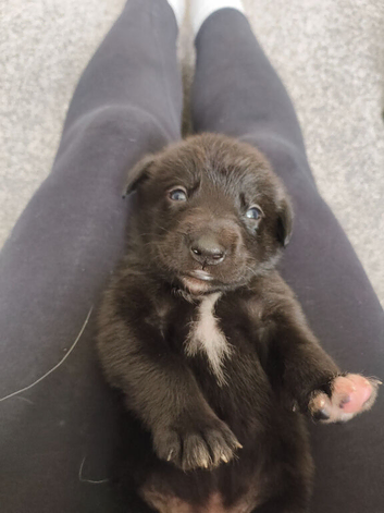 Border collie cross goldador puppies