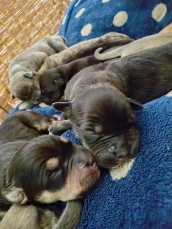 9 puppies looking for homes