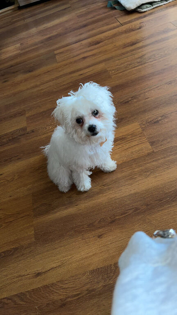 Coco (5 months old)