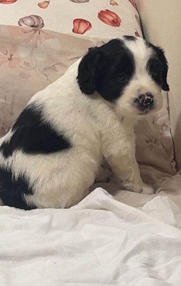 Cocker spaniel