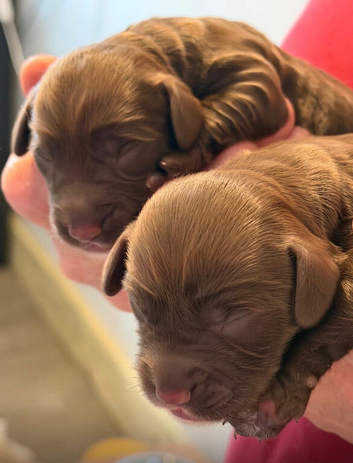 Sproodle puppies