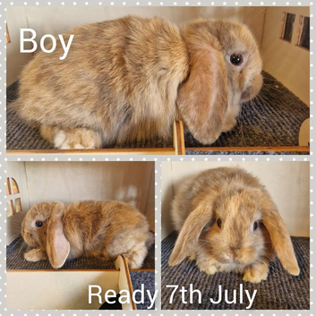 Mini lop kits available to reserve