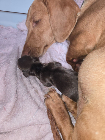 miniature dachshund pups