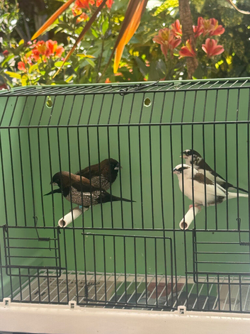 Bengelese Finches