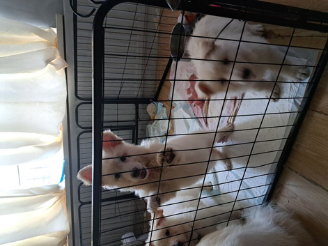 Puppys available