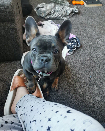 French bulldog