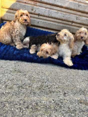 Puppies ready to go
