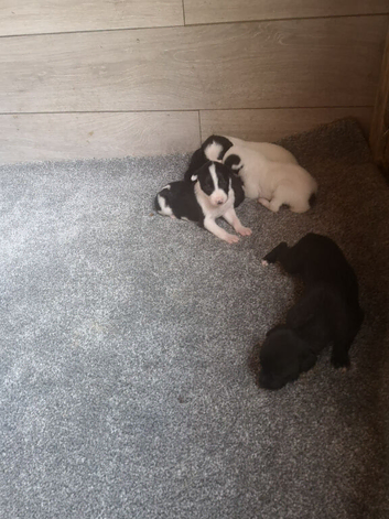 Grayhound pups ready now
