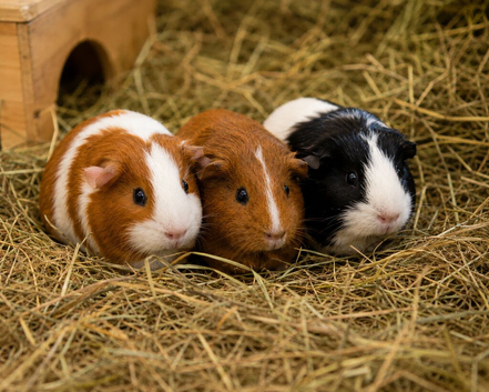 2x Guinea pigs (around 14 months old)