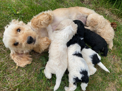 F1 Cocapoo puppies 1 male pup ready to leave now
