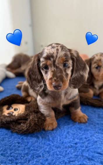 Beautiful miniature dachshund puppies
