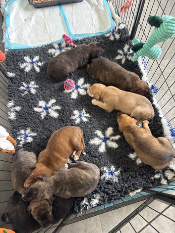 Bull lurcher