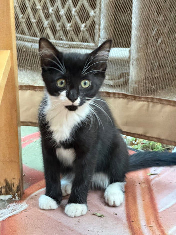 Beautiful kitten female