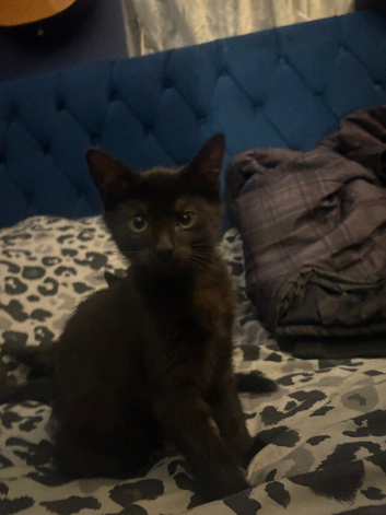 Two Sweet Kittens for sale