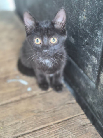 Kittens
