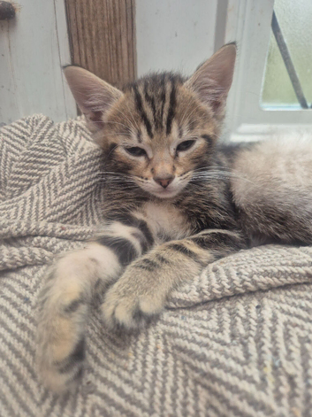 Savannah x kittens