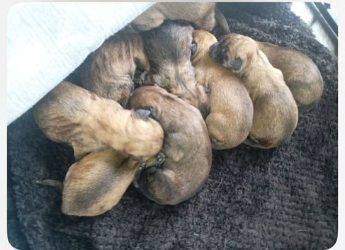 Belgian malinois pups for sale avalilable for viewing and deposit