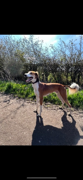 Saluki stud dog