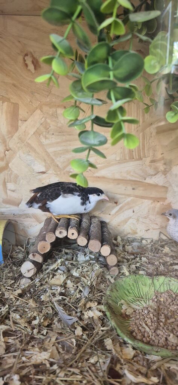 Tuxedo male quail