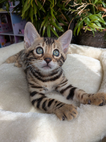 Pedigree Bengal kittens TICA registered in Essex brown rosette