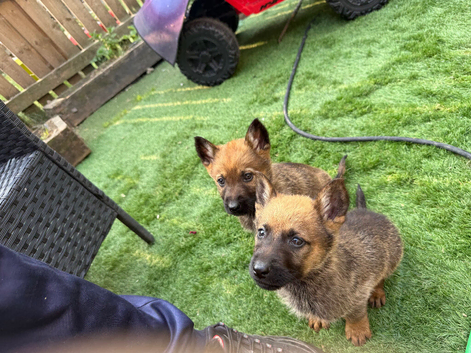 German shepherd puppies