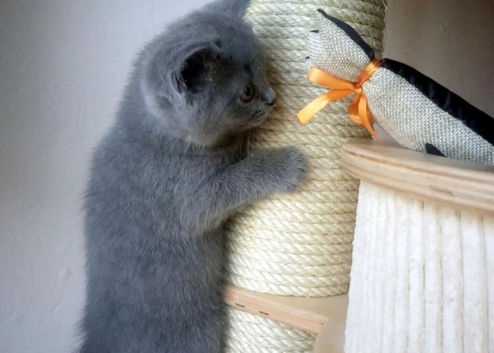 British shorthair kittens