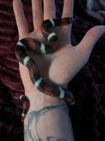 Tricolour hognose