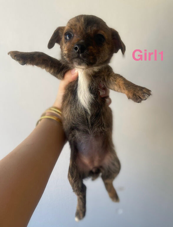 5 Adorable Yorkie Russels / Jorkie Terriers
