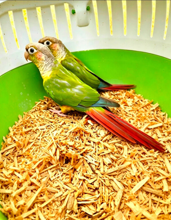2 conures looking for new home