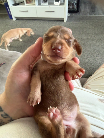 Miniature Dachshunds