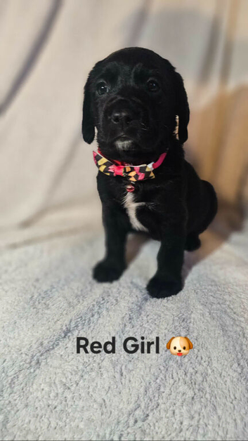 8 Stunning Springador Puppies