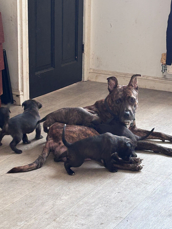 Cane corso cross puppies