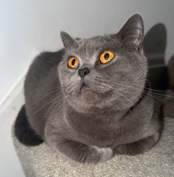 2 year old blue girl