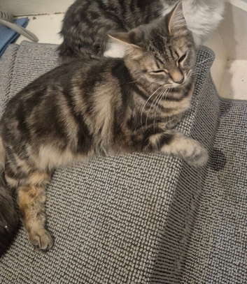 1 year old cat