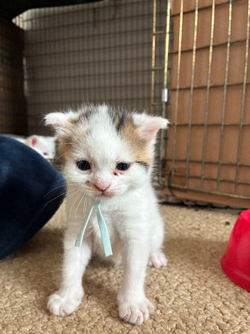 White and grey kitten