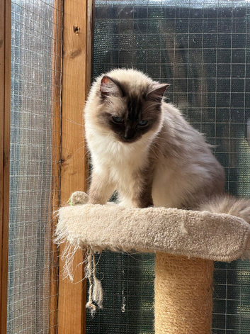 RAGDOLL SEAL POINT FOR SALE