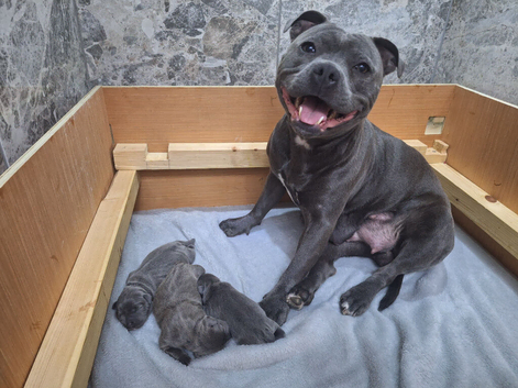 KC Reg-Blue Puppies! Only 1 girl available