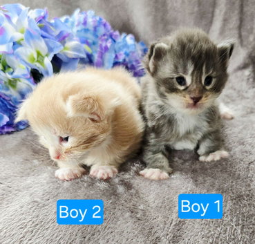 Kittens ready 17/10/26
