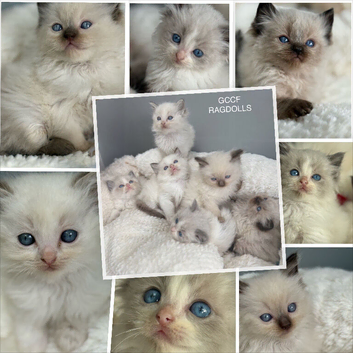Waiting List NOW OPEN GCCF RAGDOLLS  TESTED