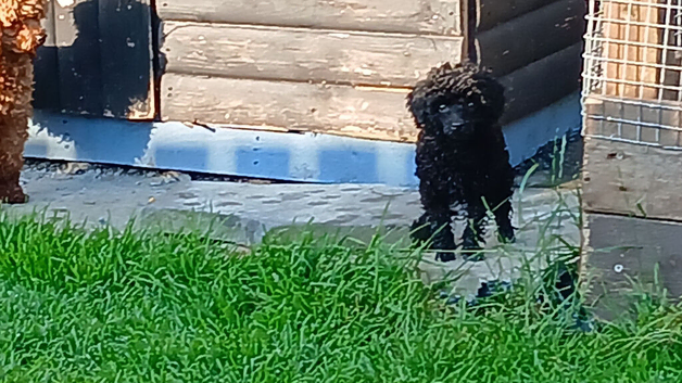 Kc registered prcd pra clear toy poodle