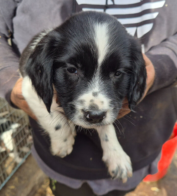 4 beautiful springer spaniel boys