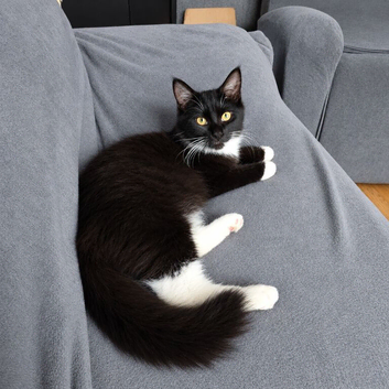 Full maine coon