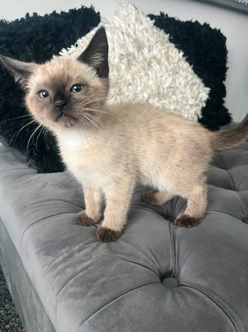 Two ragdoll mix kittens male and female